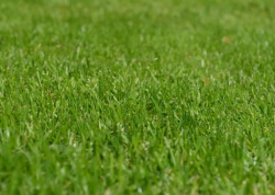 Lawn mowing northern beaches